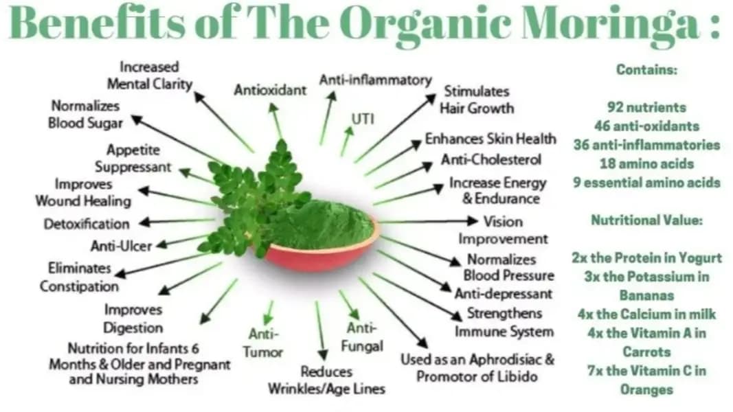 100% Organic Moringa Leaf Powder  Pure Green Superfood | Boosts Immunity, Metabolism & Weight Loss  50g Pack